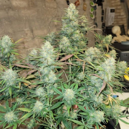 Pineapple - kannabiszmagok, kannabiszfajta
