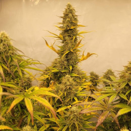 Amnesia Gold - kannabiszmagok, kannabiszfajta