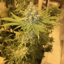 AK 47 - kannabiszmagok, kannabiszfajta