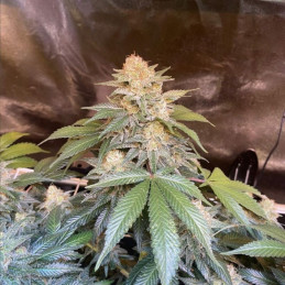White Russian - kannabiszmagok, kannabiszfajta