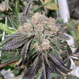 Black Domina - kannabiszmagok, kannabiszfajta