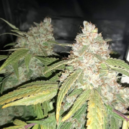 Afghan Kush - kannabiszmagok, kannabiszfajta