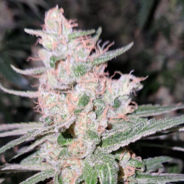 Critical Kush - kannabiszmagok, kannabiszfajta