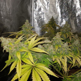 OG Kush - kannabiszmagok, kannabiszfajta