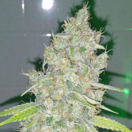 Amnesia Haze - kannabiszmagok, kannabiszfajta