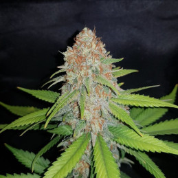 White Widow - kannabiszmagok, kannabiszfajta