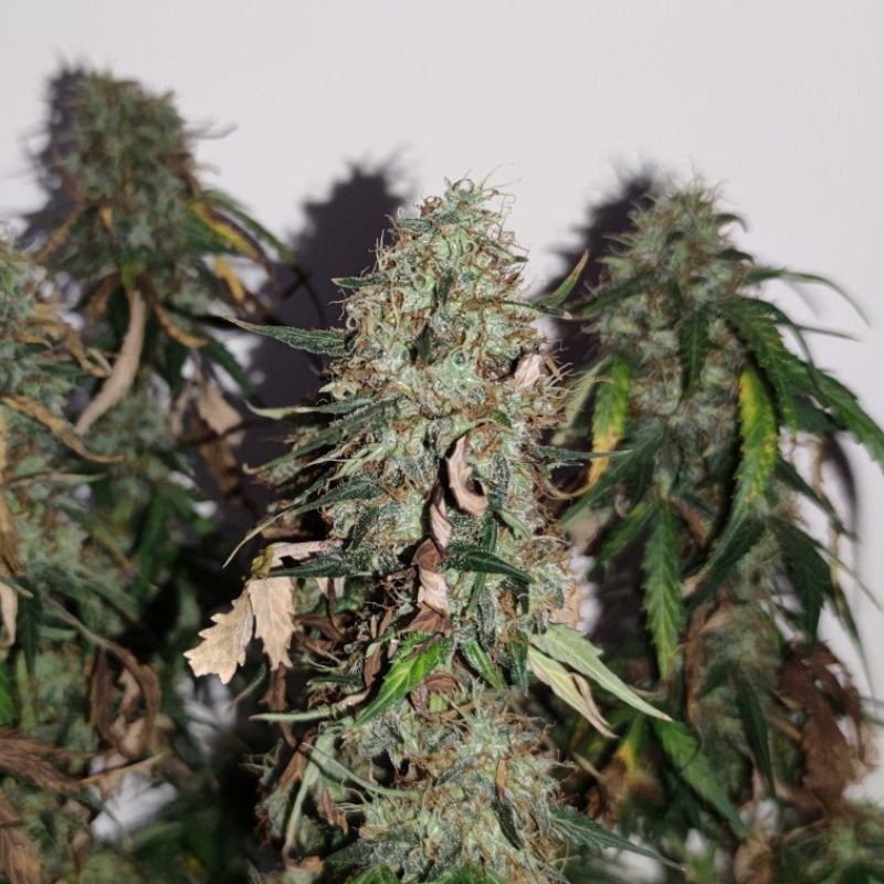 Gorilla Cookies kannabisz magok