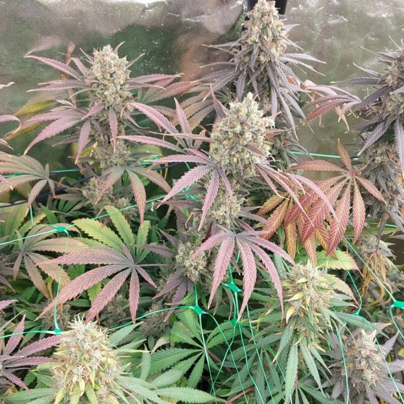 Mimosa x Orange Punch - kannabiszmagok