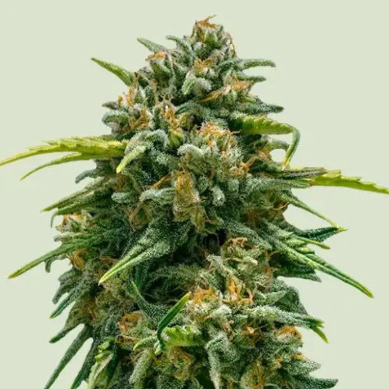 Sweet Skunk Auto - kannabiszmagok