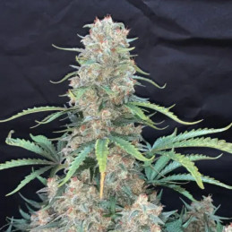 Afghan Kush Auto