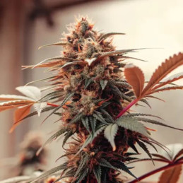 Critical Mass CBD