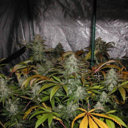 Shiskaberry