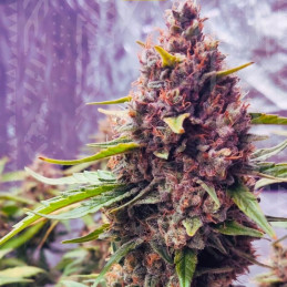 Purple Haze