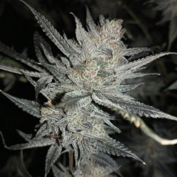 Blue Cheese
