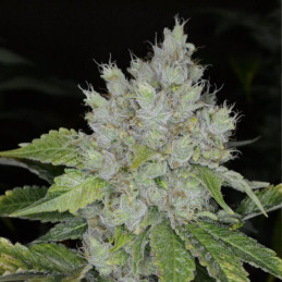 Dubai Poison
