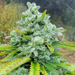 White Widow Haze