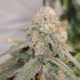 AK-49