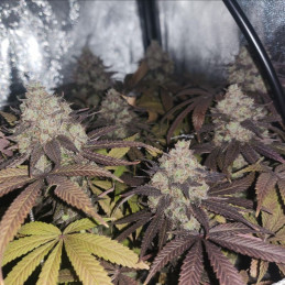 Blue Mystic