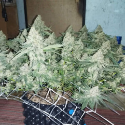 Mother Gorilla