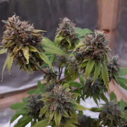 Painkiller XL CBD