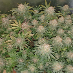 Solomatic CBD
