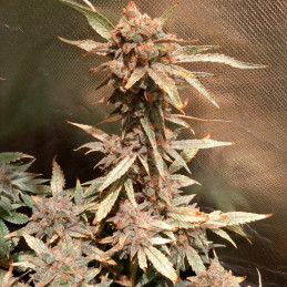 Caramel Kush