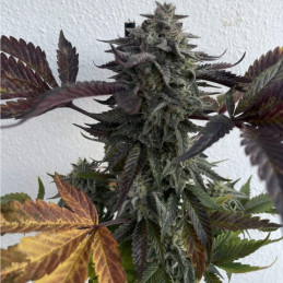 Chocolate Kush