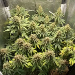 Sweet Critical