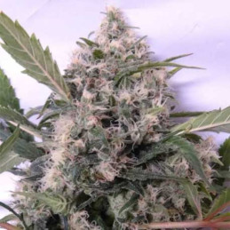 Bubba Hash