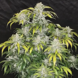 CBD 1