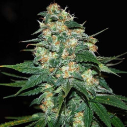 Skunk 47