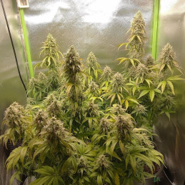 Strawberry Gum