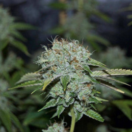 Hypnotic Auto