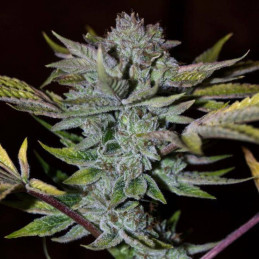 Northern Sky Auto