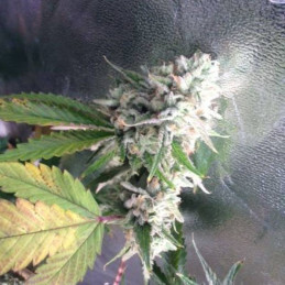 Auto Nova OG