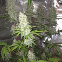 Banana Kush
