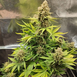 Big Bazooka Auto