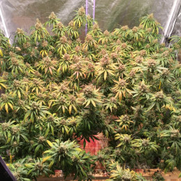 Hawaiiana