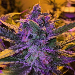 Purps OG