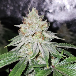 Big Devil Auto