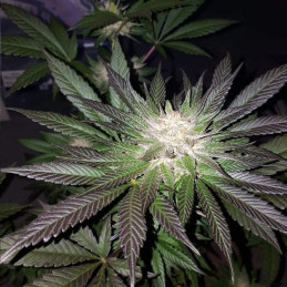 Purple Maroc Fast