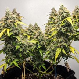 Auto Skywalker Haze