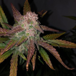 CBD Auto Blackberry Kush