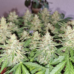 CBD Compassion