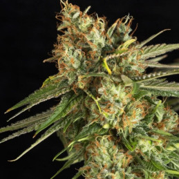 Lemon King