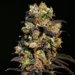 Pink Plant