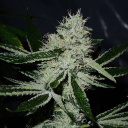 Original Big Bud Auto