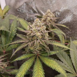 Original Trainwreck Auto