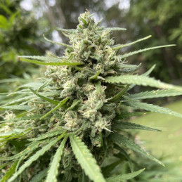 Wedding Glue Auto