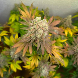 CBD Terra Italia
